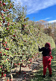 The Orchard at Doc Waters Cidery