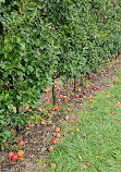 The Orchard at Doc Waters Cidery