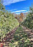 The Orchard at Doc Waters Cidery