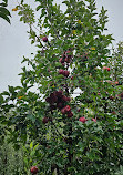 The Orchard at Doc Waters Cidery