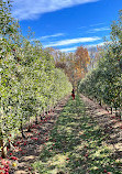 The Orchard at Doc Waters Cidery