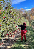 The Orchard at Doc Waters Cidery