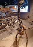 Natural History Museum of Utah