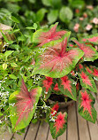 Western Colorado Botanical Gardens