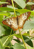 Western Colorado Botanical Gardens