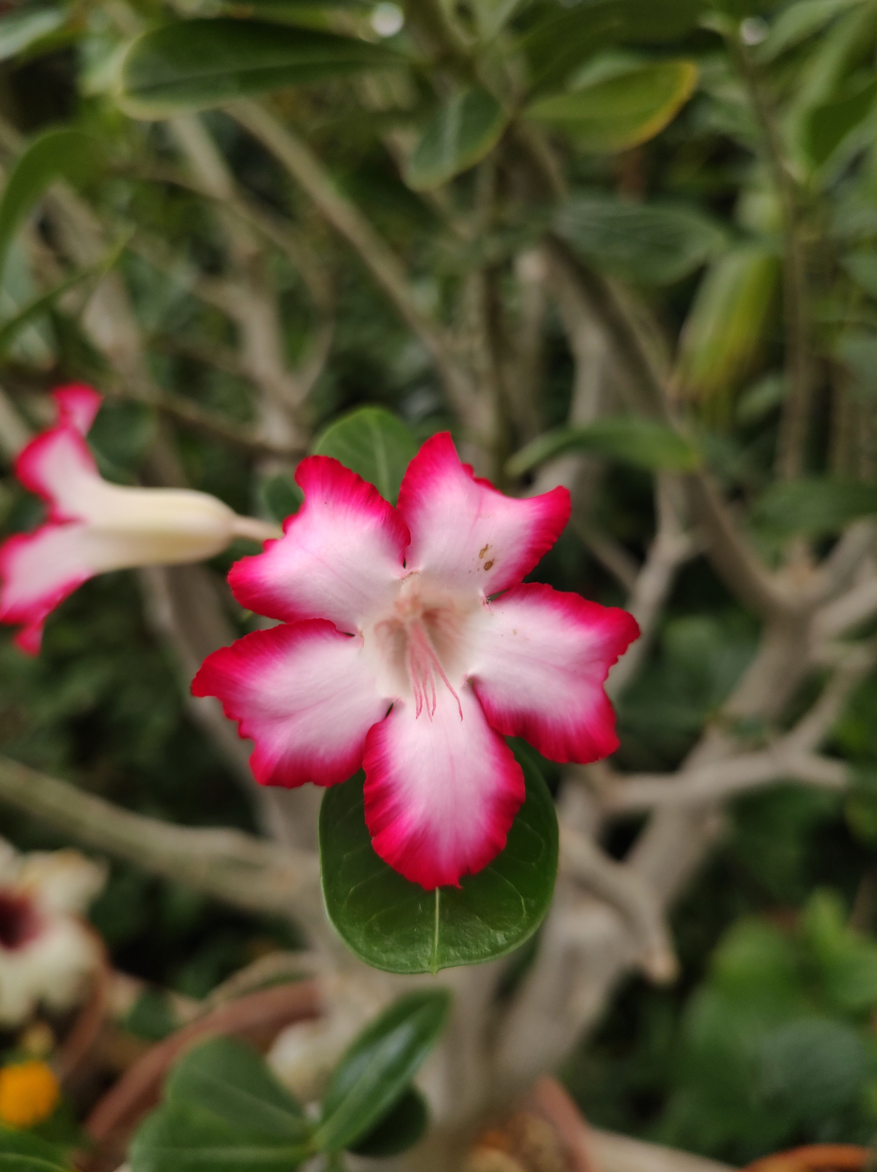 Western Colorado Botanical Gardens