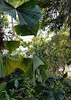 Botanischer Garten Brooklyn