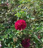 Jardim Botânico do Brooklyn