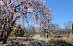 Botanischer Garten der Königin